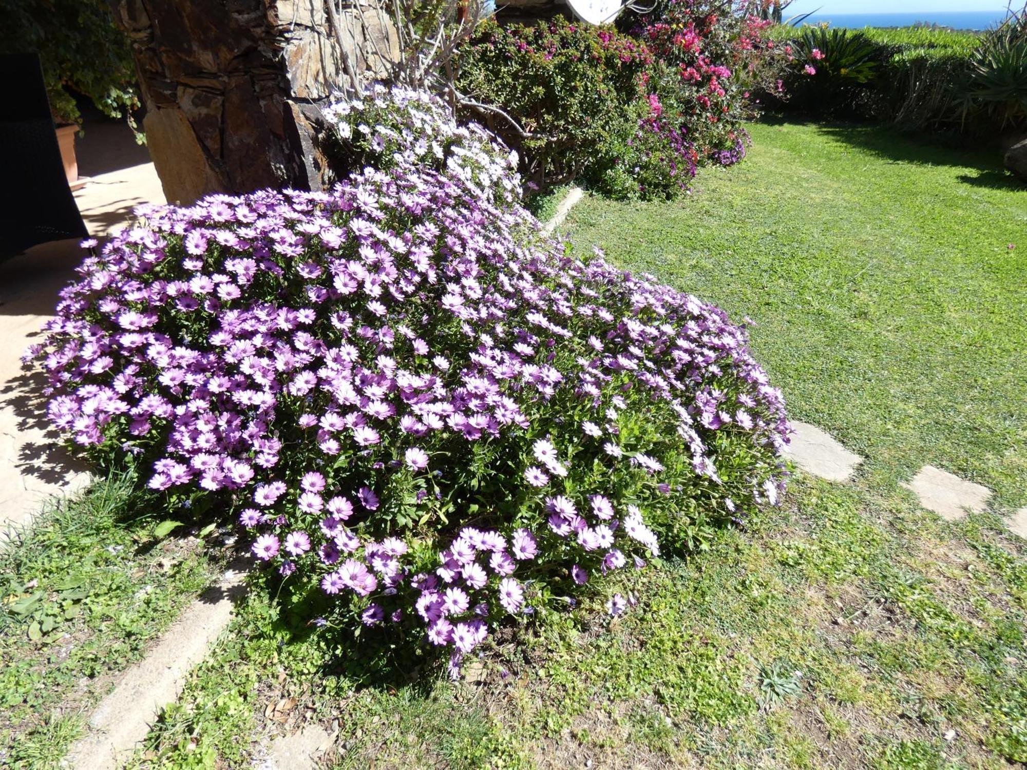 Comino Alto Agriturismo E Appartamenti Siniscola Bagian luar foto